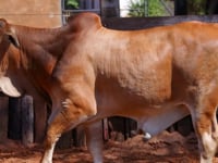 Lote 29