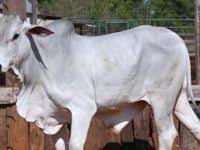 Lote 30