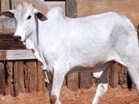 Lote 31