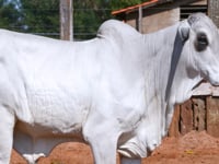 Lote 32