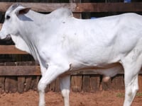 Lote 33