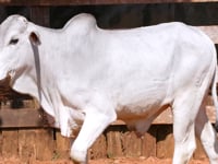 Lote 34