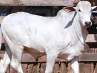 Lote 35