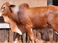 Lote 36