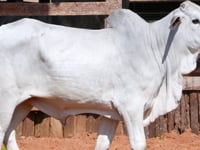 Lote 38