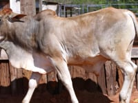 Lote 40