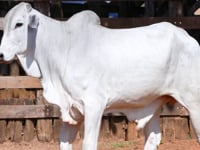 Lote 41