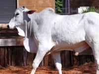 Lote 42