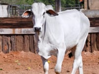 Lote 43
