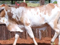 Lote 37