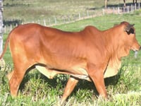 Lote 11