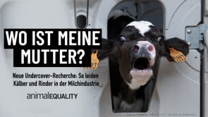 Undercover-Recherche: So leiden Kälber und Rinder in der Milchindustrie