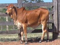 Lote 16