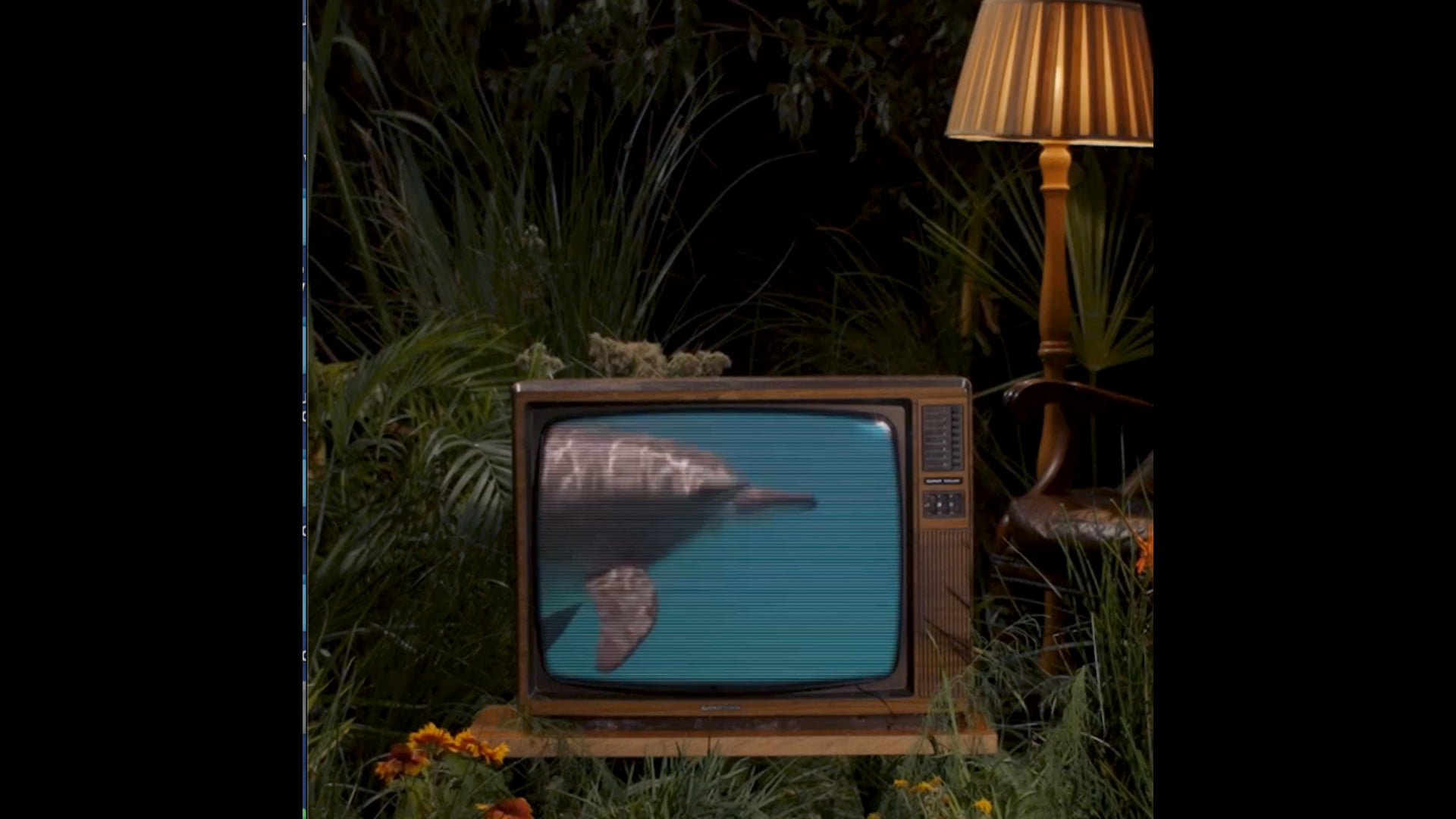 Environmental Investigation Agency: Watching