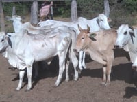 Lote 11P
