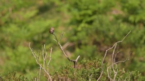 Wren Singing, Scrubland, Cross Fell