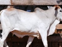 Lote 39