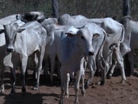 Lote 13P