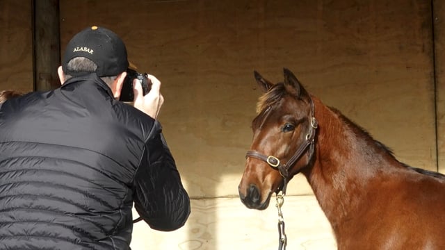 2025 National Standardbred Weanling Sale | Alabar