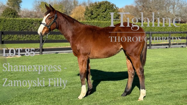 Lot 85