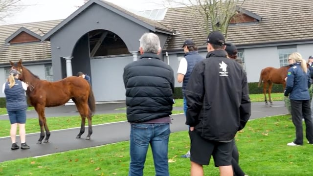 2025 National Weanling Sale | Elsdon Park