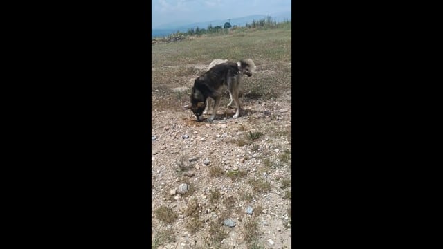 Ακρινή Κοζάνης Αδέσποτα σκυλιά 17-6-2025