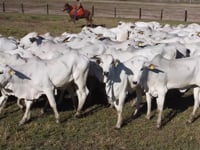 Lote 05J