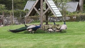 Related Embedded Video Item Thumbnail