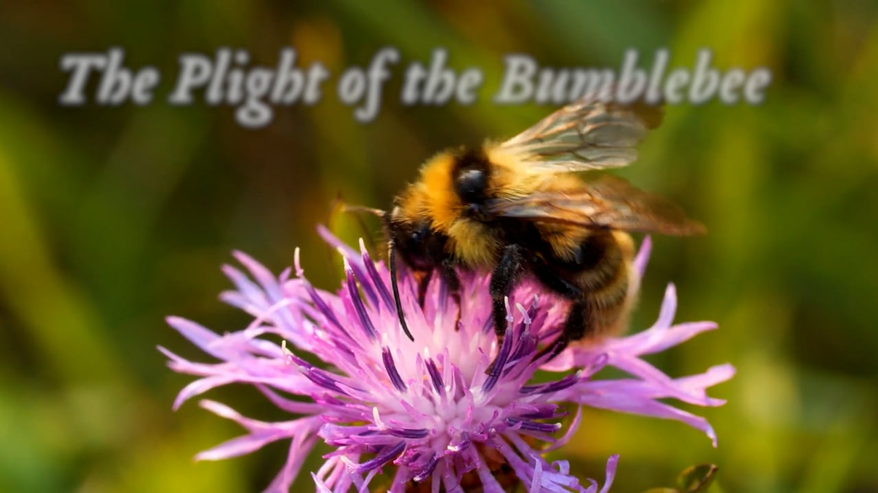 Plight_Bumblebee