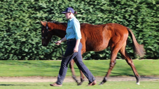 Lot 111