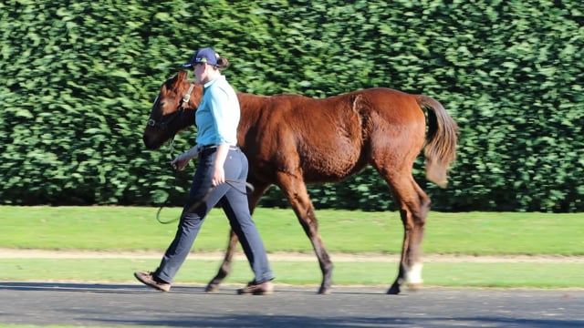 Lot 58