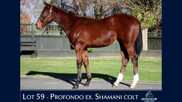 Lot 59