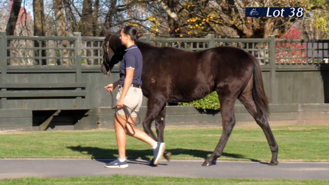 Lot 38