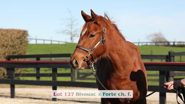 Lot 127