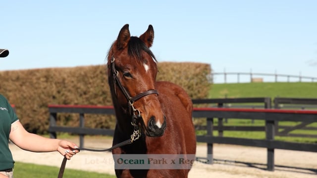 Lot 48