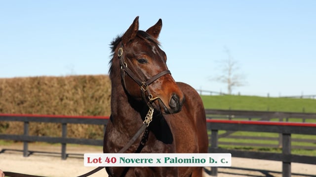 Lot 40