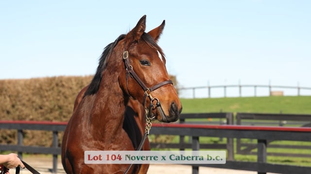 Lot 104