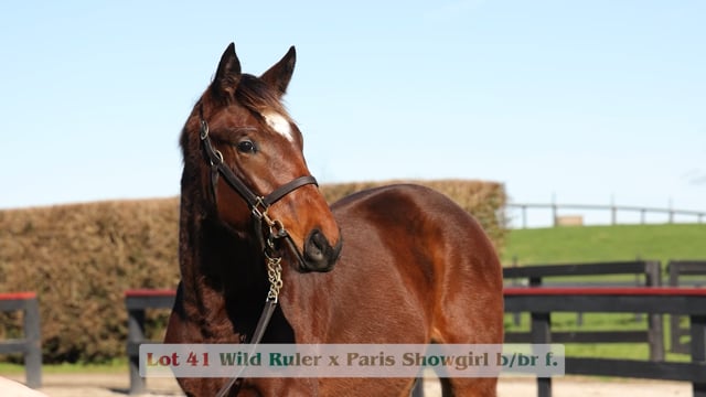 Lot 41