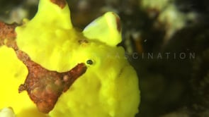 0503_Yellow Warty Frogfish opening mouth at night
