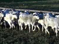Lote 08