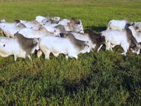 Geral Touros (Aéreo)