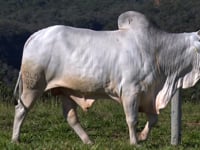 Lote 05