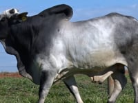 Lote 15