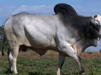 Lote 19