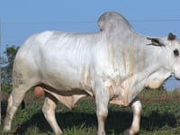 Lote 20