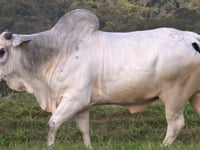 Lote 32