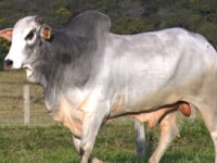 Lote 34