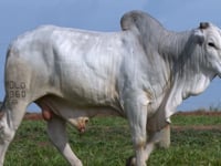 Lote 38