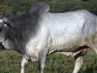 Lote 40