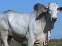 Lote 45